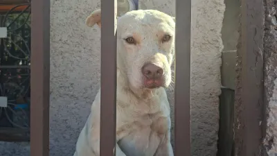 Perrito sale ileso tras derrumbe en la Vicente Guerrero