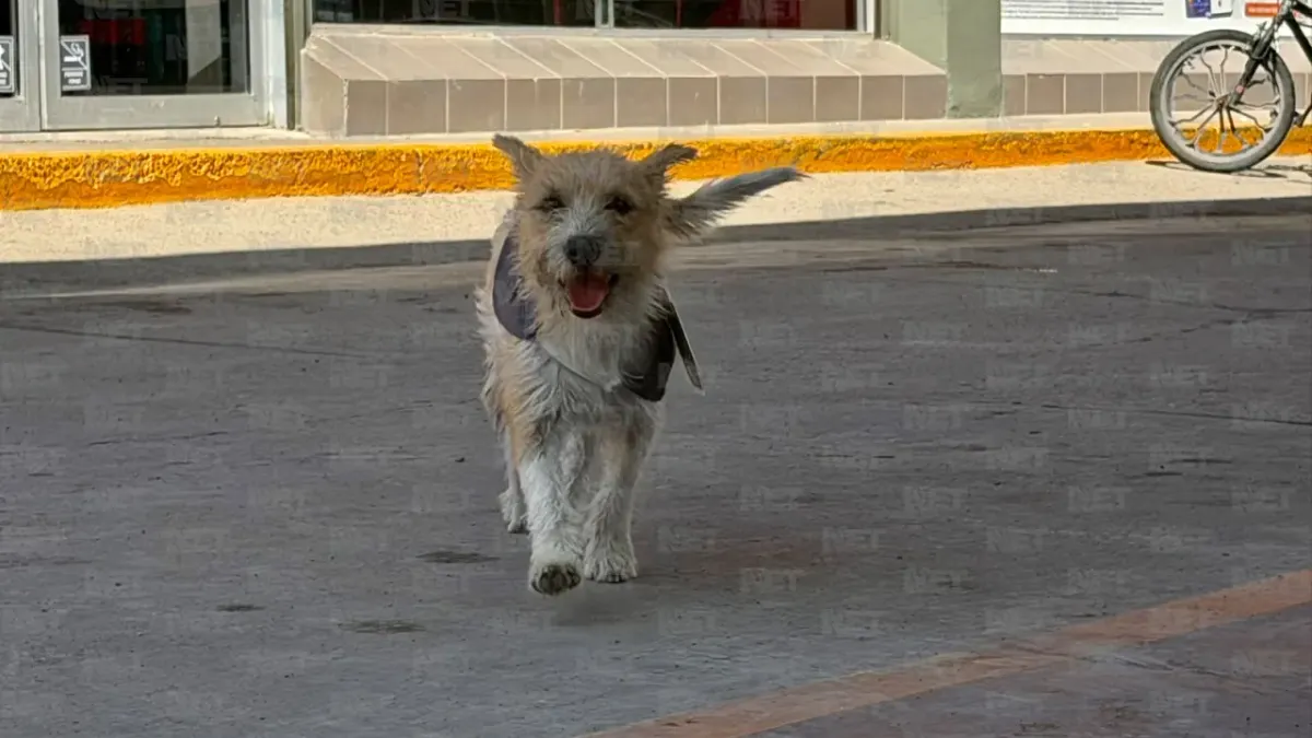 Adoptan a perrito callejero y lo nombran 'gerente general' de gasolinera