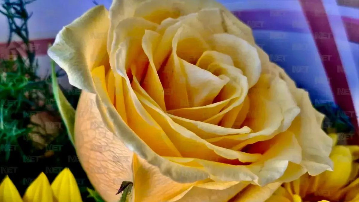 Flores amarillas llenan los cruceros de Juárez por tendencia viral