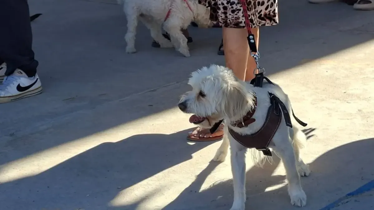 Realizan jornada de esterilización de mascotas en Infonavit Jarudo