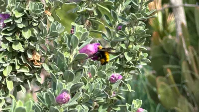 Convocan a jornadas de limpieza en jardín comunitario de Vista del Valle