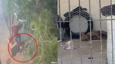 Menor resulta herido tras ataque de pitbull en Portal del Roble