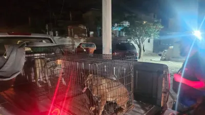 Rescatan a cachorro maltratado y detienen a presunto responsable en Juárez