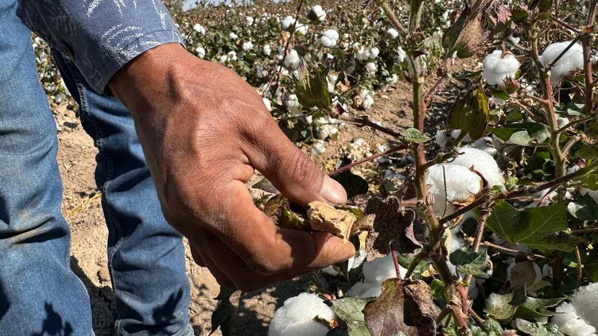 Algodón, el 'Oro Blanco' que hizo crecer a Juárez y hoy casi ha desaparecido