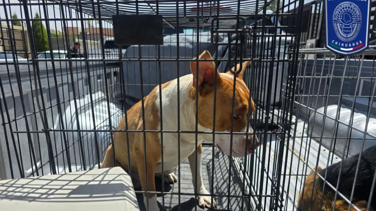 Rescatan perros y gatos víctimas de maltrato en distintas colonias