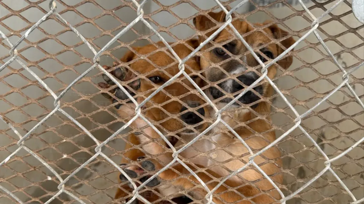  Endurecen sanciones por maltrato y abandono de mascotas en Juárez