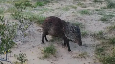 Pecarí de collar: la especie nativa de Juárez y su importancia para el desierto