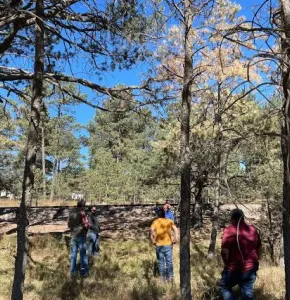 Deja sequía árboles vulnerables a plaga en la Sierra Tarahumara