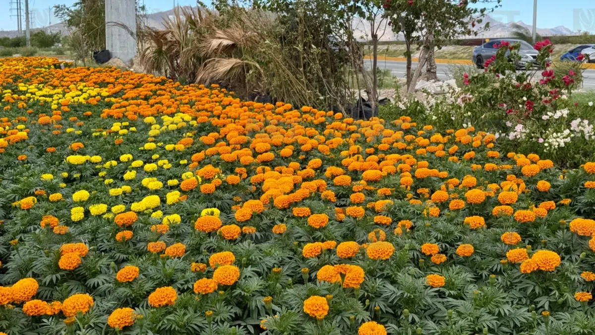 Cultivan 10 mil macetas de cempasúchil en Ciudad Juárez para Día de Muertos