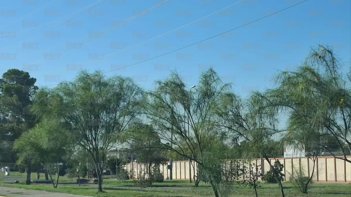 Favorecen lluvias recientes a vegetación de camellones en Juárez