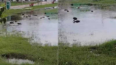 Disfrutan patos de parques y calles inundadas en Rincón del Valle