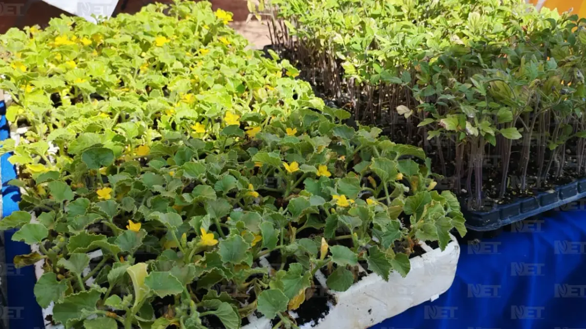Regalará Parque Central 300 árboles y semillas en Feria Ambiental