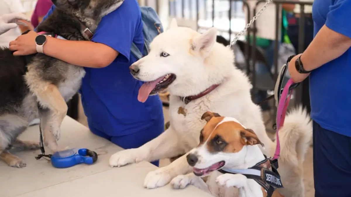 Jornada de salud animal del Partido Verde atiende a más de 600 mascotas