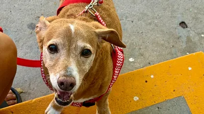 Realiza DABA campaña gratuita de esterilización en Ciudad Juárez