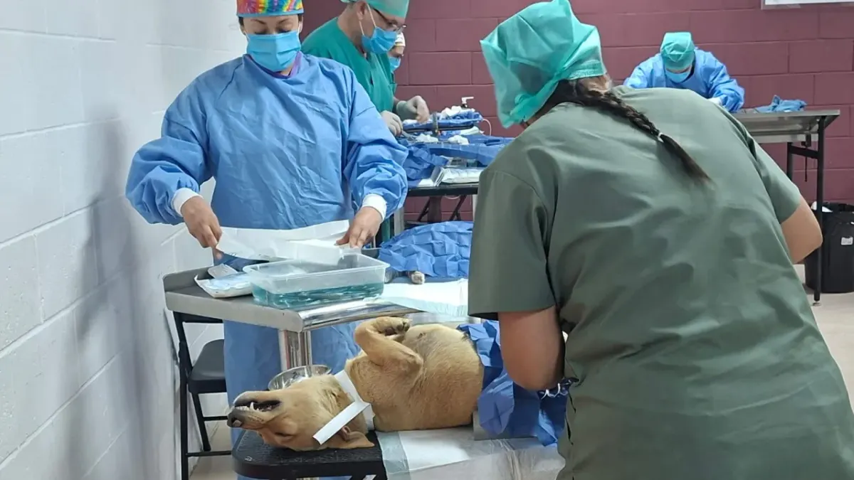 Acuden cientos a jornada de esterilización gratuita de mascotas