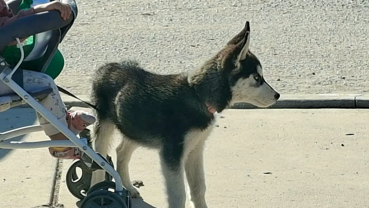 Realizan jornada de vacunación para mascotas en Riberas del Bravo
