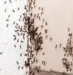 Aumentan plagas en Juárez por el calor: alertan por garrapatas y arañas