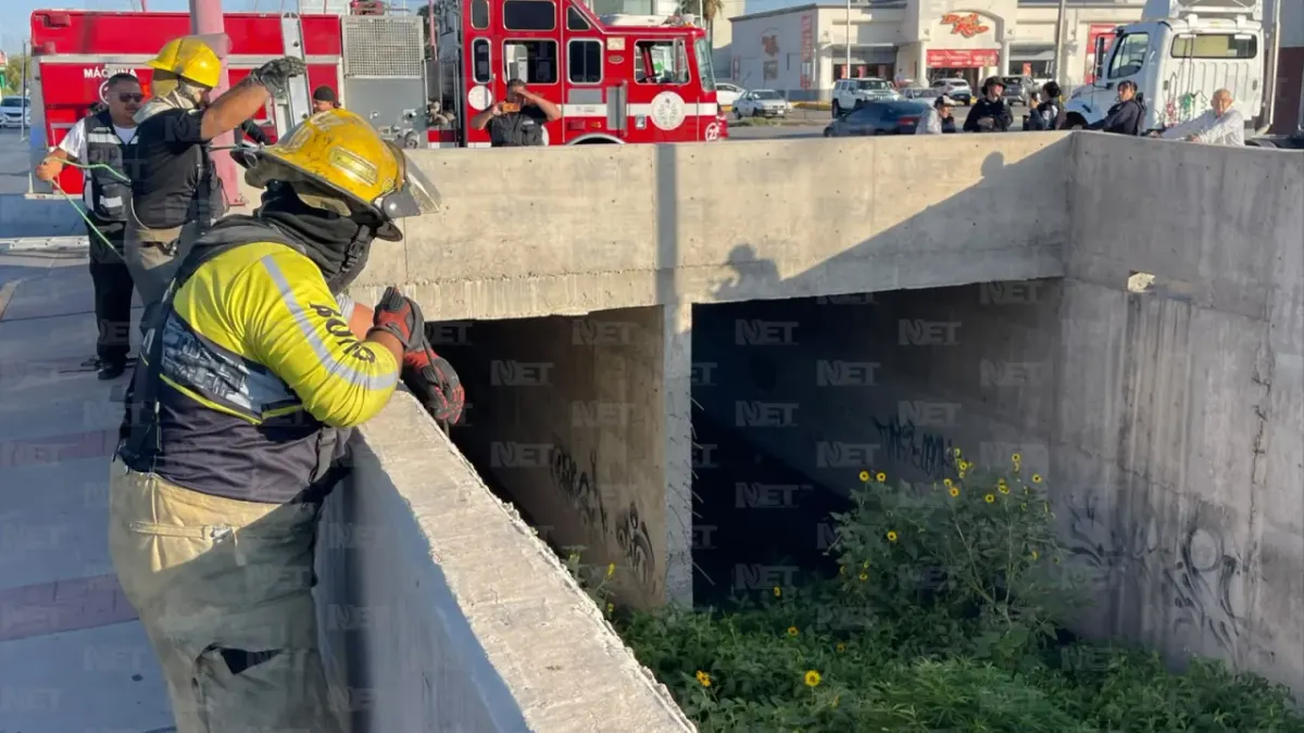 Retiran planta de marihuana de más de 2 metros del dren 2A en la Teófilo Borunda