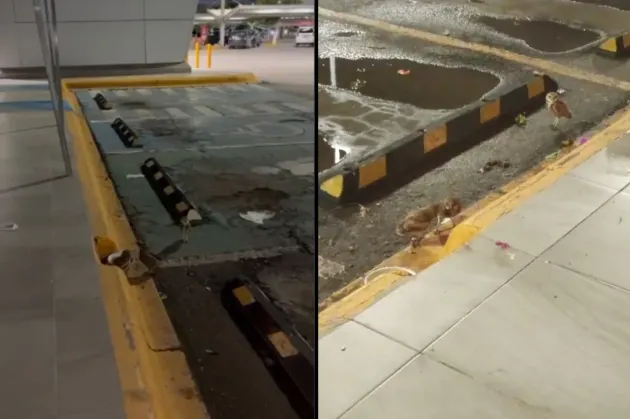 Descubren a familia de tecolotes viviendo en desagüe de centro comercial