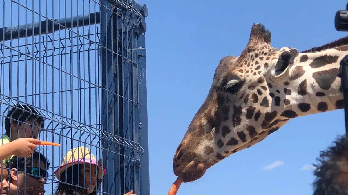 Mejoran el hábitat de la nueva jirafa en el Parque Central