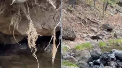Revela Conanp imágenes inéditas de una nutria nadando en río de Chihuahua