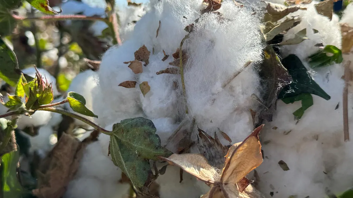 Algodón, el 'Oro Blanco' que hizo crecer a Juárez y hoy casi ha desaparecido