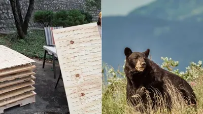 Recibe Profepa denuncias por tablas con clavos para ahuyentar osos en Nuevo León