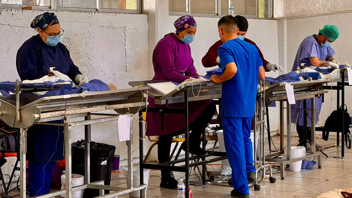 Ofrece DABA esterilización gratuita para perros y gatos este fin de semana