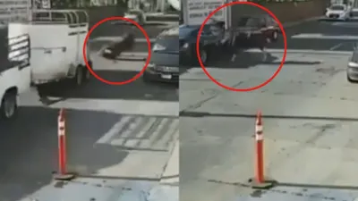 Toro cae de camioneta en movimiento, enfurece y embiste vehículos en Michoacán