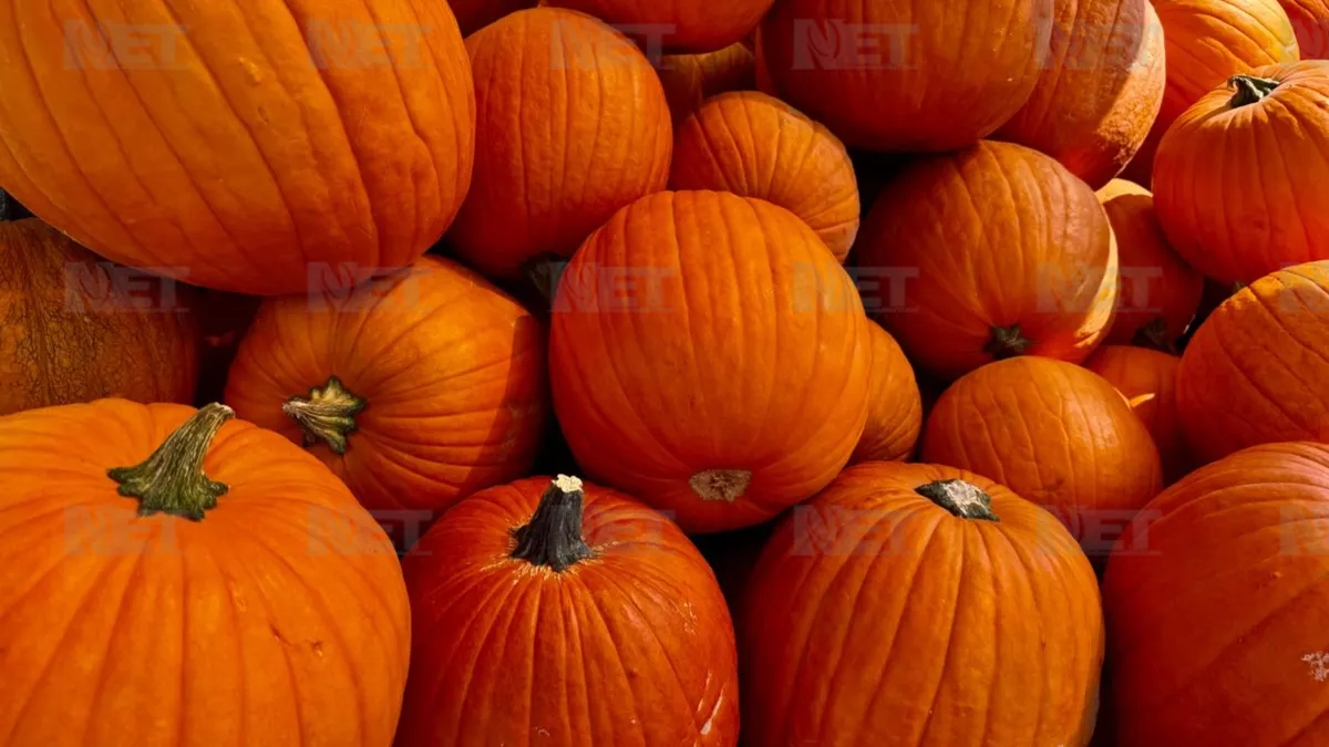 Llegan calabazas de Cuauhtémoc para Halloween a la frontera