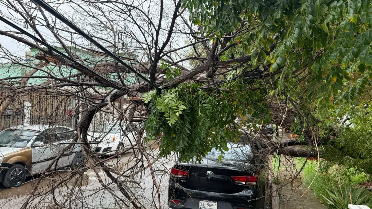 Colapsa árbol seco sobre auto en calle Río Nilo tras lluvias