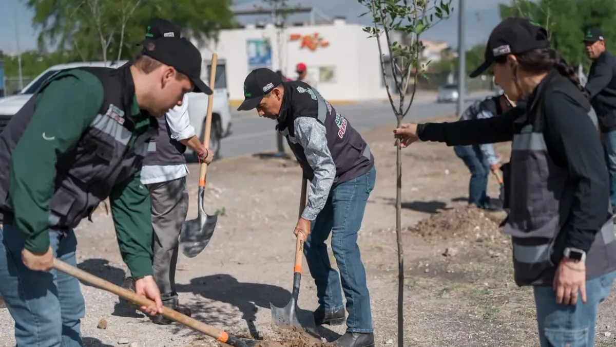 Plantan 80 árboles fresno en el bulevar Bernardo Norzagaray