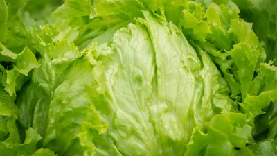 Investigan lechuga mexicana por brote de ciclosporiasis en EU