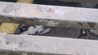 Rescatan Bomberos a perro que cayó en alcantarilla en colonia San Antonio