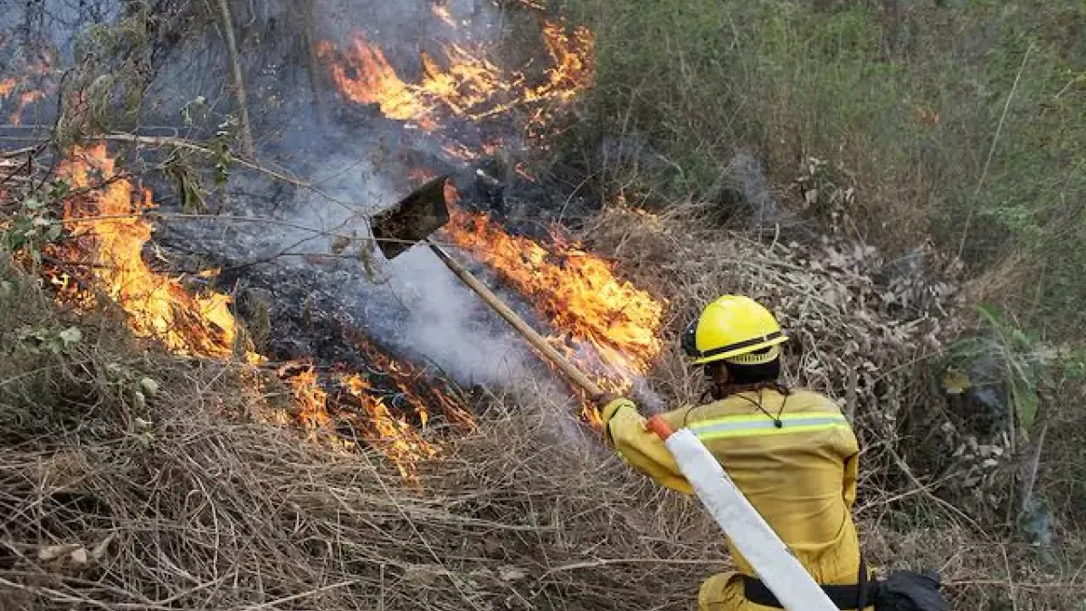 Cae superficie afectada por incendios forestales 94% en Chihuahua