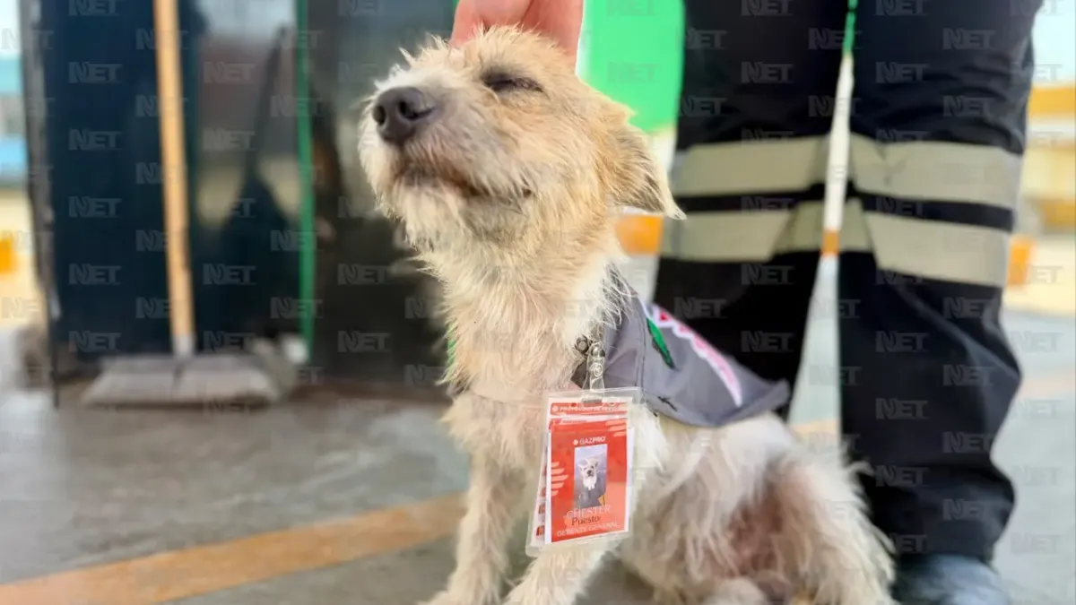 Adoptan a perrito callejero y lo nombran 'gerente general' de gasolinera