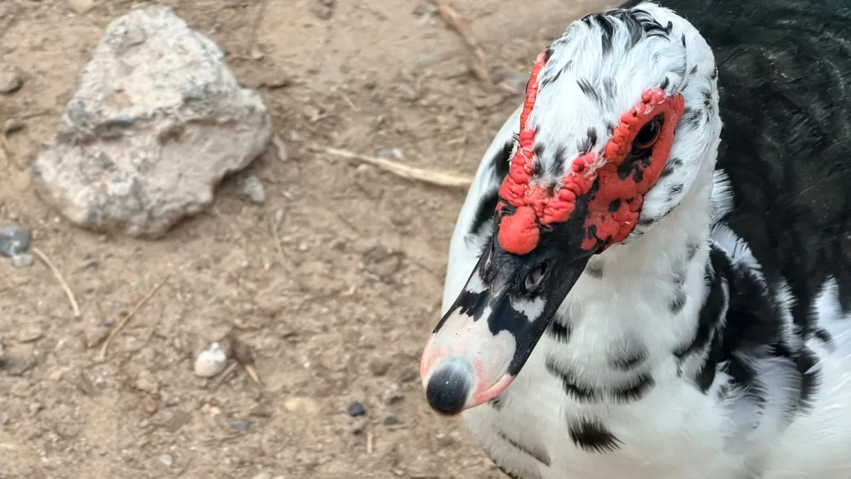 Especialistas explican carnosidades en patos del Parque Central