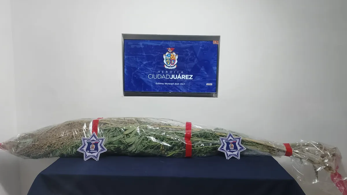 Retiran policías cultivo de marihuana tras reporte vecinal en Las Haciendas