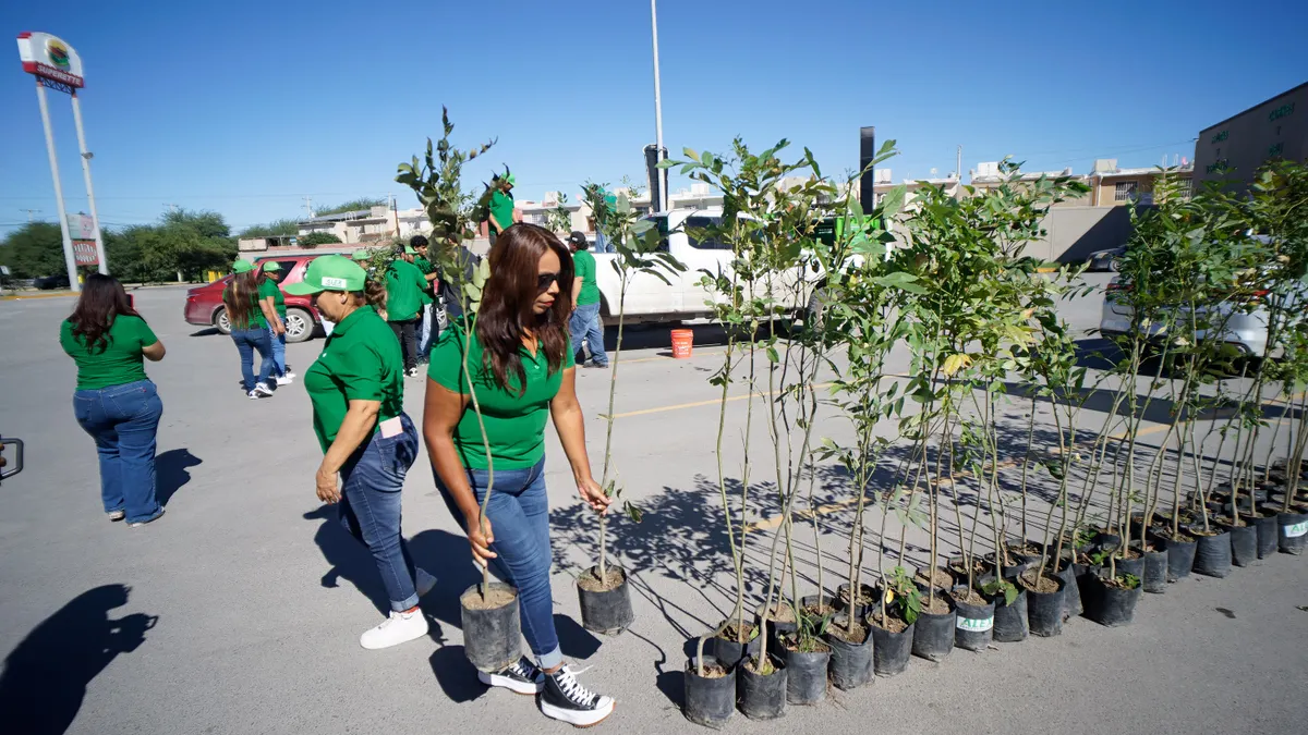 Partido Verde y Del Río se unen para plantar 115 fresnos en Juárez