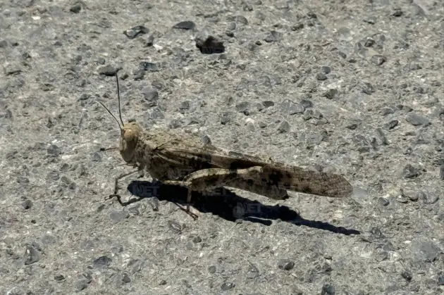 Presencia de chapulines en Juárez no es una plaga, explican expertos