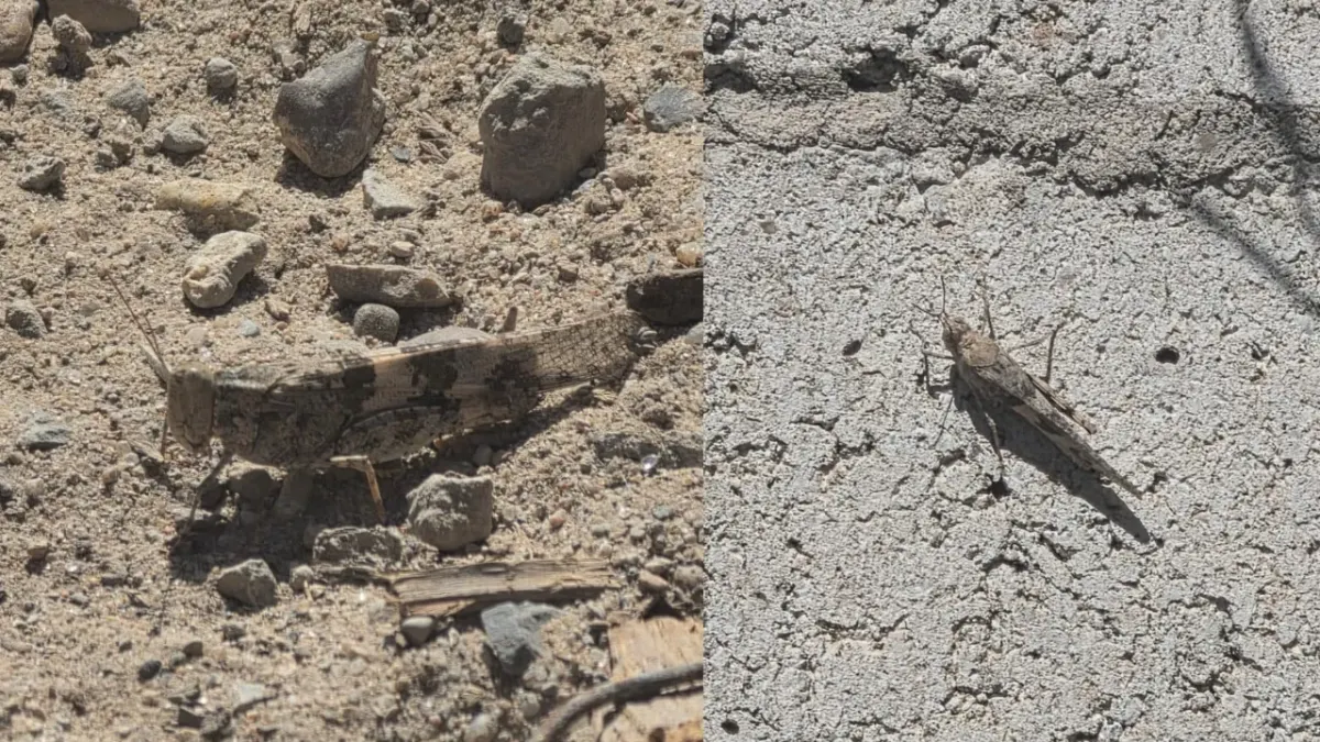 Reportan presencia masiva de chapulines en distintos sectores de Juárez