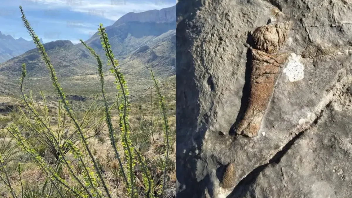 Hallan supuestos huesos fosilizados en la Sierra de Juárez