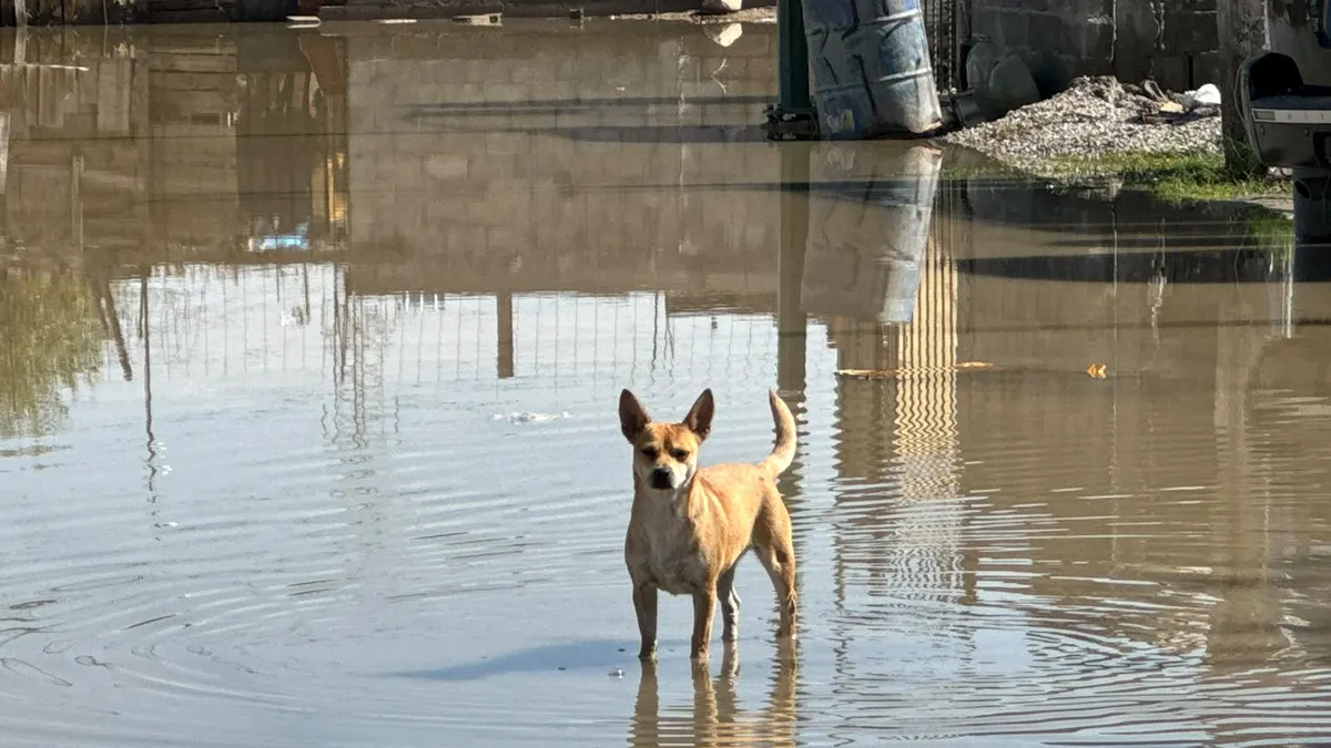 Desborda drenaje en Villas del Sur III y deja 150 casas rodeadas de aguas negras