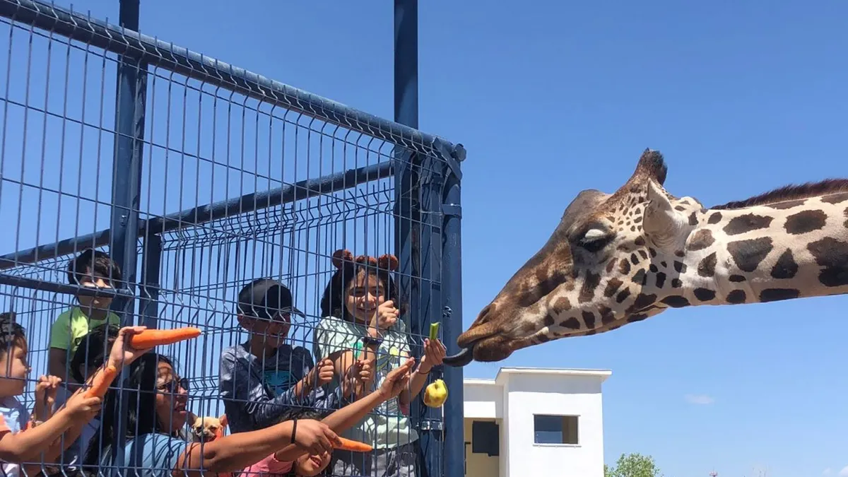 Mejoran el hábitat de la nueva jirafa en el Parque Central