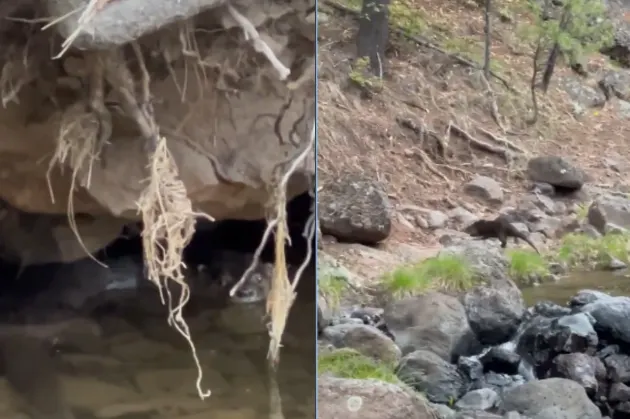 Revela Conanp imágenes inéditas de una nutria nadando en río de Chihuahua