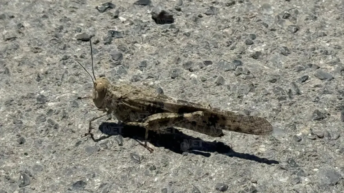 Presencia de chapulines en Juárez no es una plaga, explican expertos