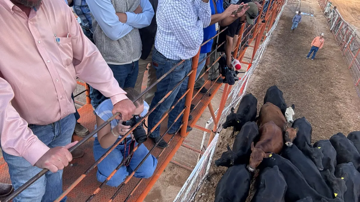 Chihuahua reanuda exportación de ganado a EU por San Jerónimo-Santa Teresa