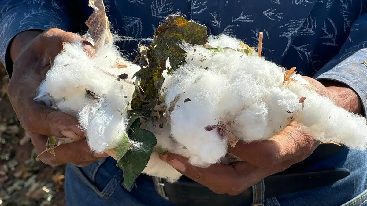 Algodón, el 'Oro Blanco' que hizo crecer a Juárez y hoy casi ha desaparecido