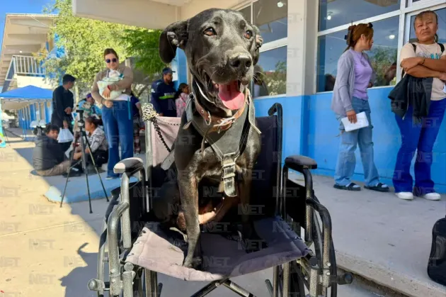 Analizan nuevas jornadas de esterilización gratuita por alta demanda