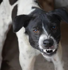 Aumentan mordeduras de perros durante el verano en Juárez